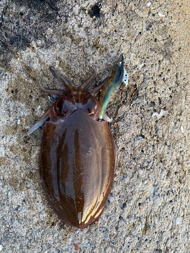 モンゴウイカの釣果