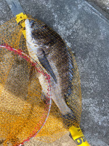 チヌの釣果