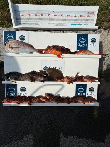 マハタの釣果