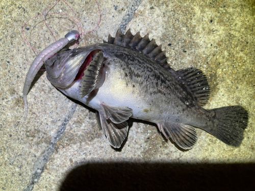 クロソイの釣果