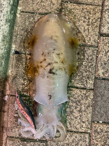 アオリイカの釣果