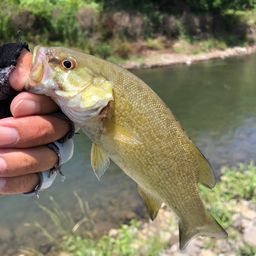 スモールマウスバス