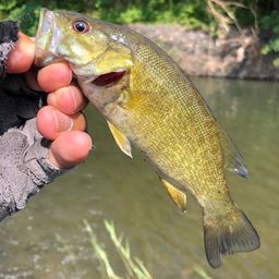 スモールマウスバス