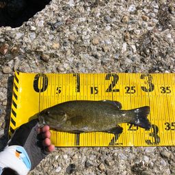 スモールマウスバス