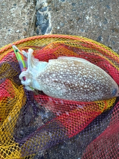 シリヤケイカの釣果