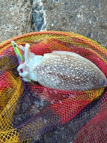 シリヤケイカの釣果