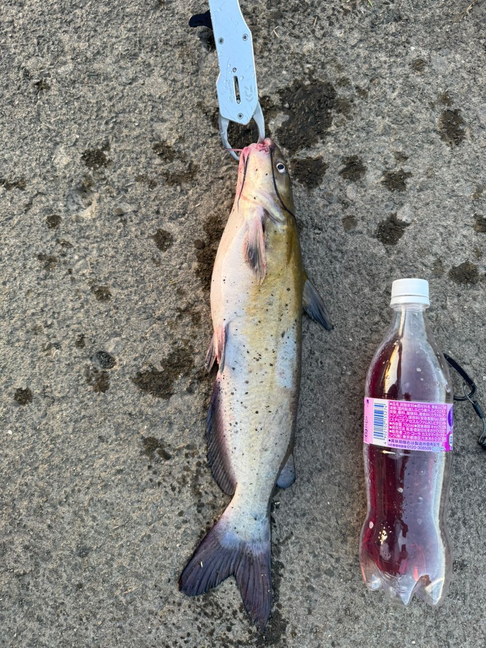 アメリカナマズ