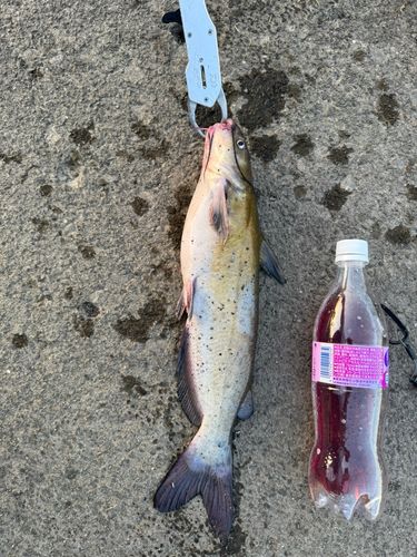 アメリカナマズの釣果