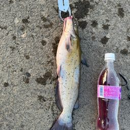 アメリカナマズ