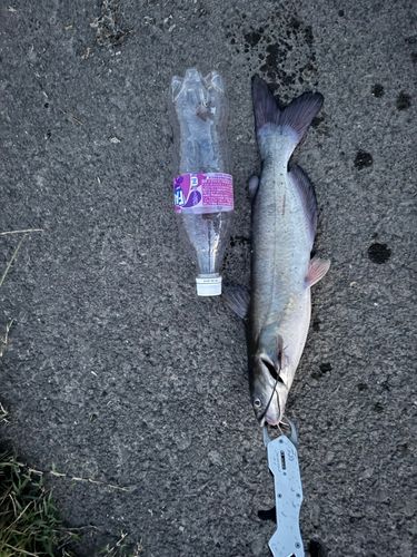 アメリカナマズの釣果