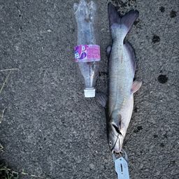 アメリカナマズ