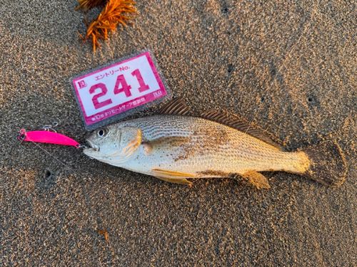 イシモチの釣果