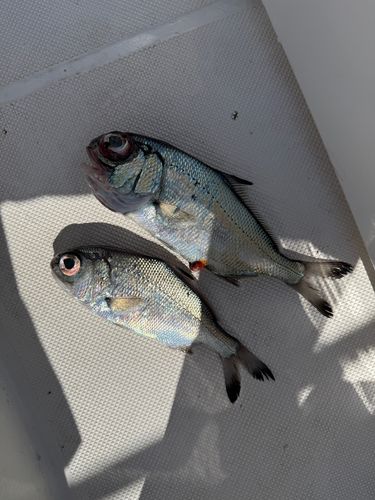 ギンメダイの釣果