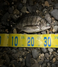 クロダイの釣果