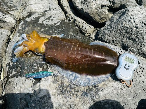 アオリイカの釣果