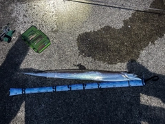 タチウオの釣果