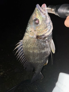 キビレの釣果