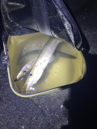 カマスの釣果