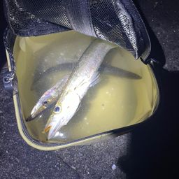 カマス