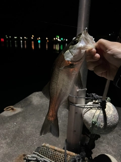 セイゴ（ヒラスズキ）の釣果