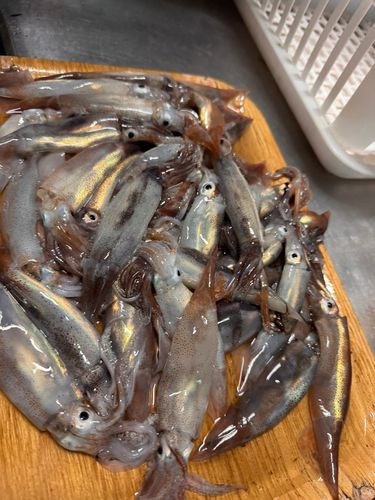 スルメイカの釣果