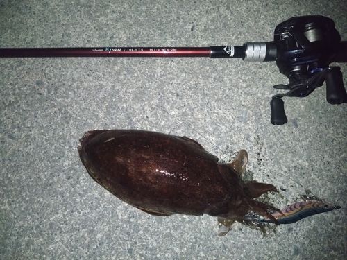 コウイカの釣果