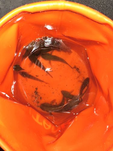 ハゼの釣果
