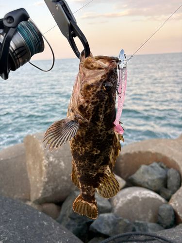 ベッコウゾイの釣果