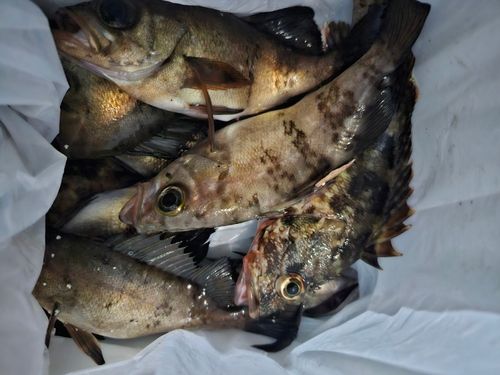 メバルの釣果