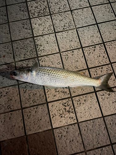 ボラの釣果
