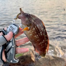 ホシササノハベラ