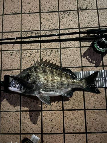 クロダイの釣果