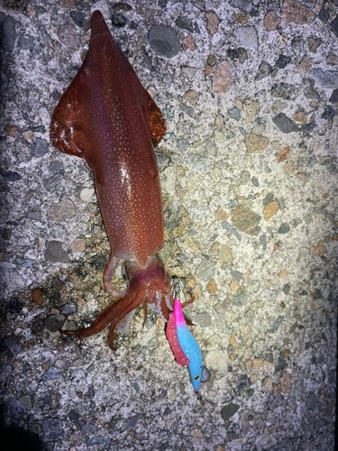 ケンサキイカの釣果
