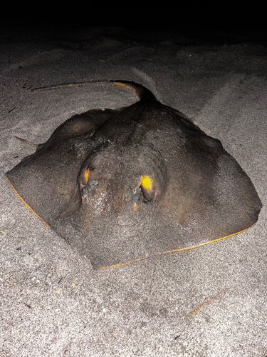 アカエイの釣果