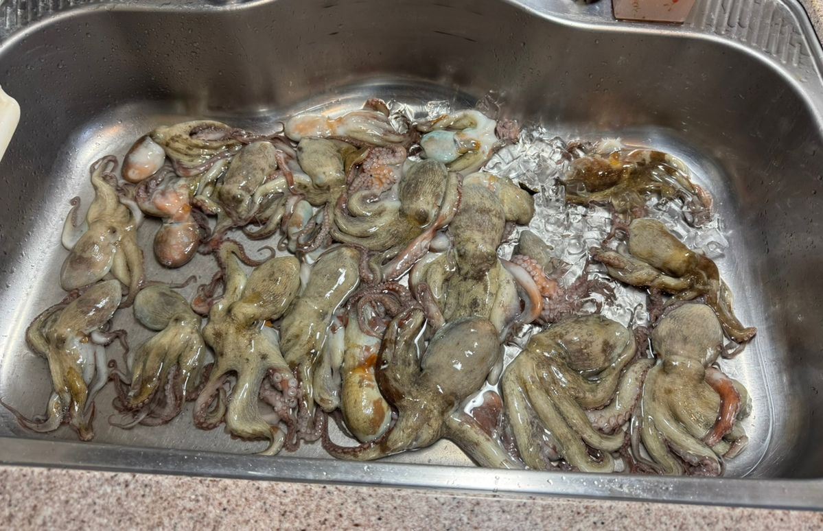 kunchanさんの釣果 2枚目の画像