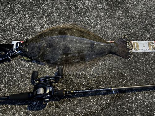 ヒラメの釣果