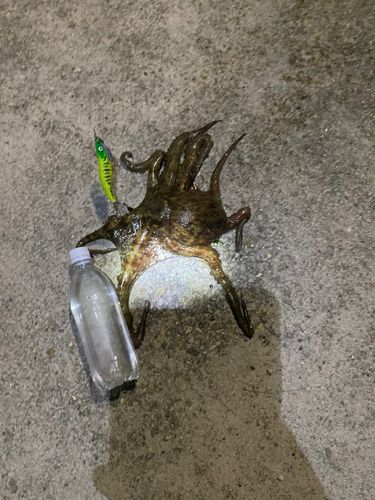 タコの釣果