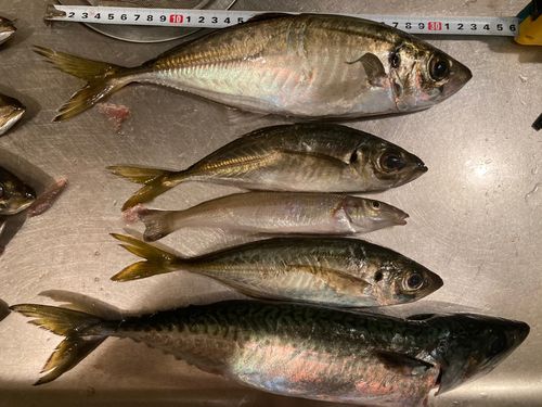 アジの釣果