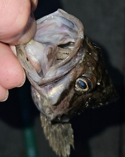 クロソイの釣果