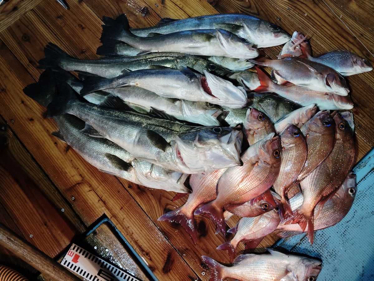 健吉丸⚓さんの釣果 2枚目の画像