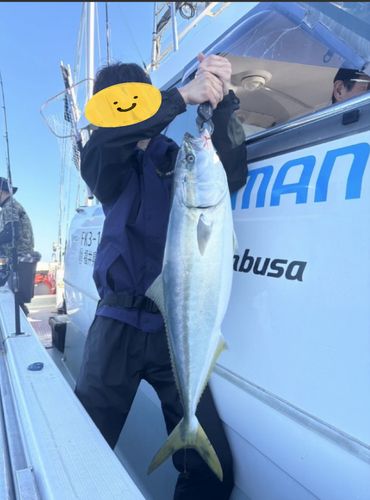 ブリの釣果