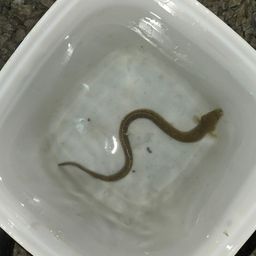 ウナギ
