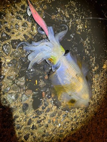 アオリイカの釣果