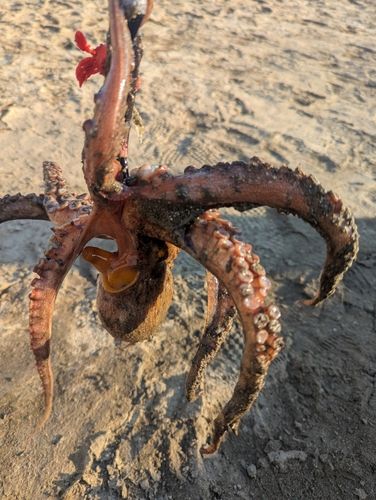 タコの釣果