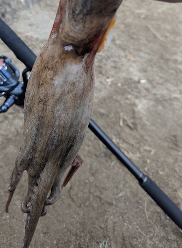 タコの釣果