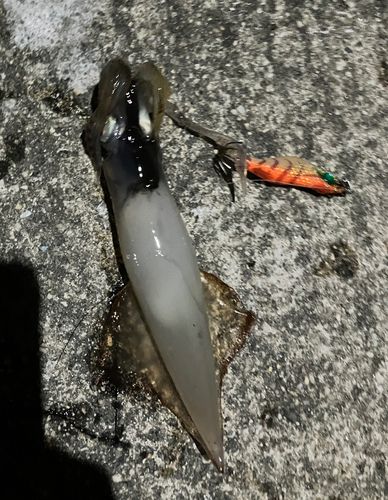 ヤリイカの釣果