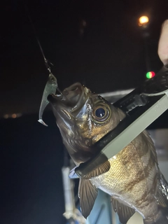 シロメバルの釣果