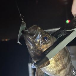 シロメバル
