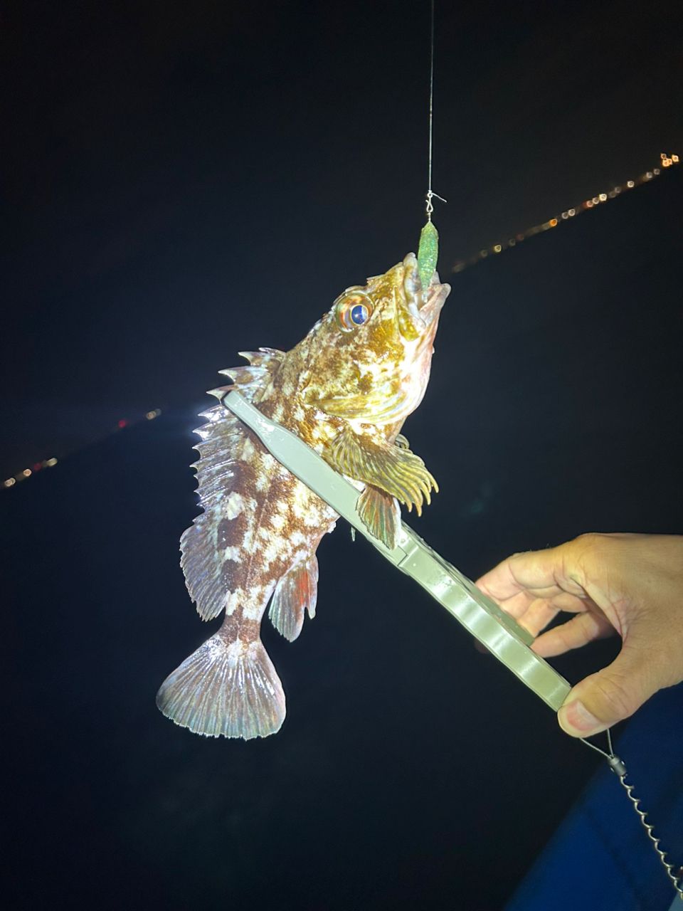 シロメバル