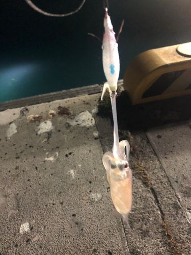 スルメイカの釣果